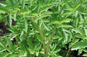 白芨種植發(fā)展前景怎么樣？